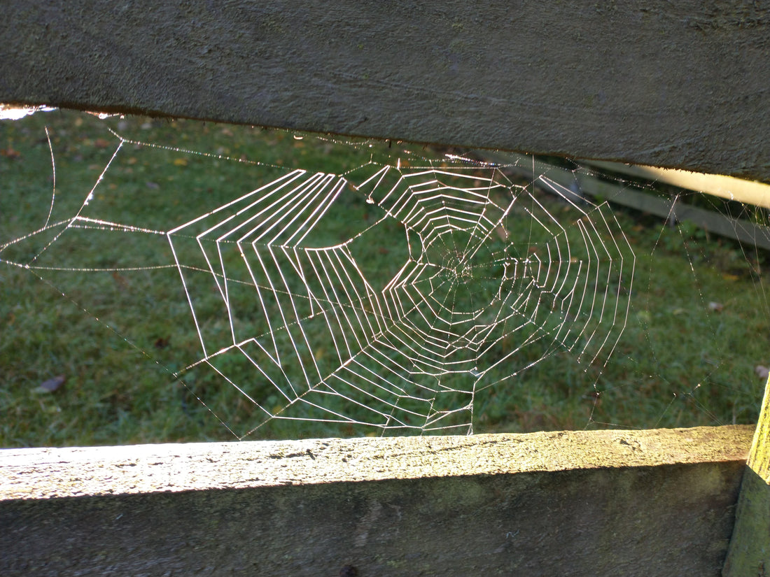 Inspiration : Cobwebs