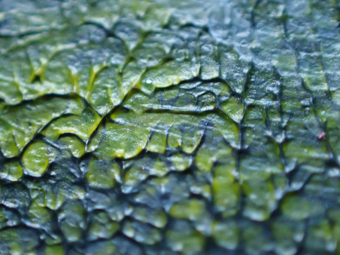 Inspiration: Patterns in Nature