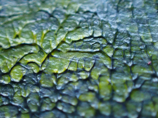 Inspiration: Patterns in Nature