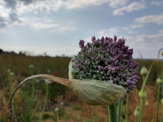 Inspiration : Late summer