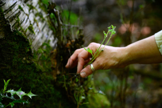 New! Green Sketching Workshops