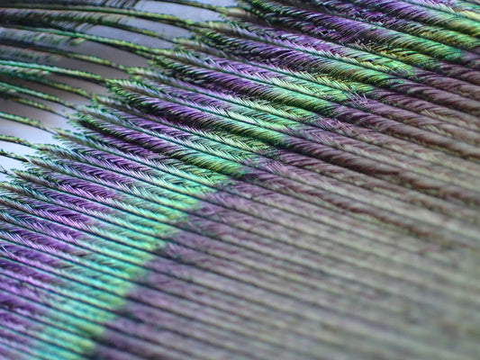Bluebells, feathers, and stamps
